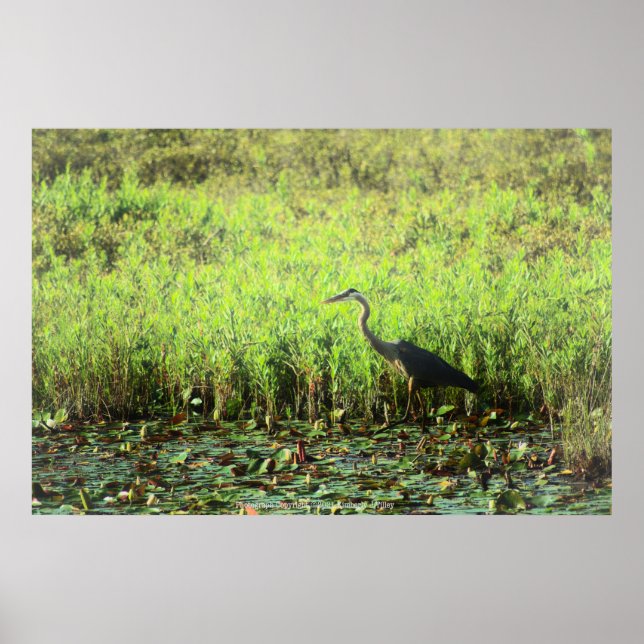 Póster Heron 6449 (Frente)