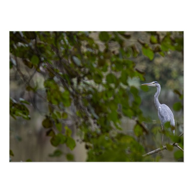 Póster Héron cendré (Anverso)