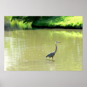 PÓSTER HERON EN POND/SOMBRAS DE VERDE/AMARILLO/FOTOG.