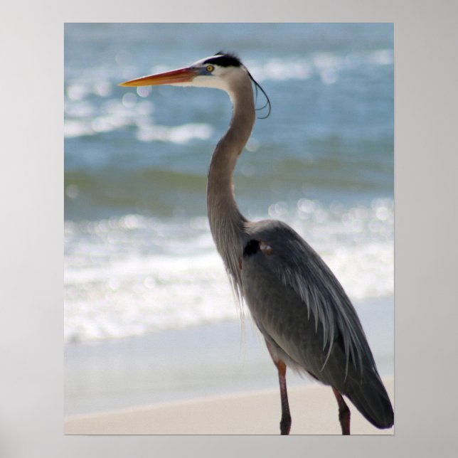Póster Heron on the Beach Profile Color 16x20  (Frente)