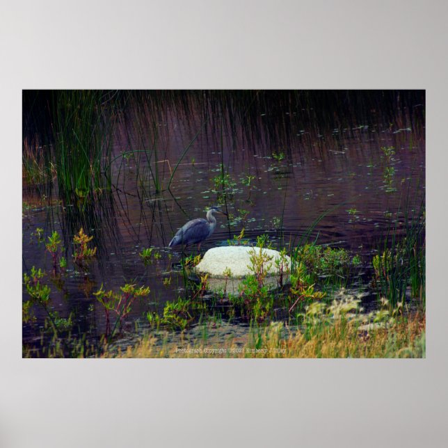 Póster Heron P6987 (Frente)