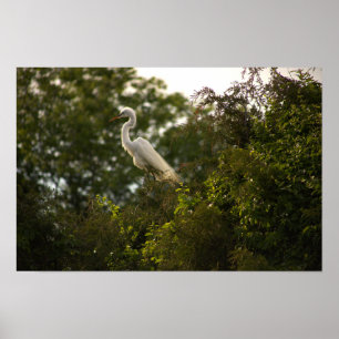 Póster Heron Poster
