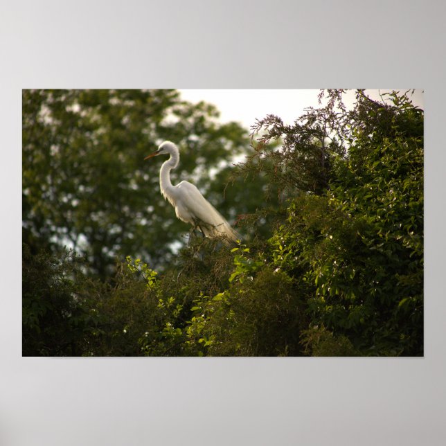 Póster Heron Poster (Frente)