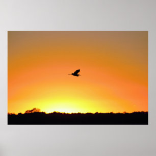 Póster Heron volando en Sunset Photo