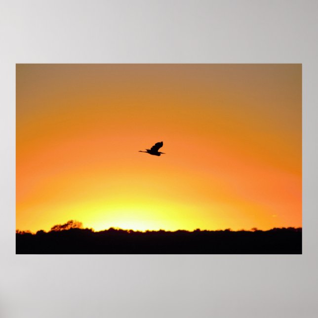 Póster Heron volando en Sunset Photo (Frente)