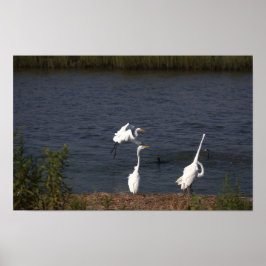 Póster Herones del Poster del agua