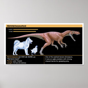 Póster Herrerasaurus - Biología Dinosaurio Jurásico