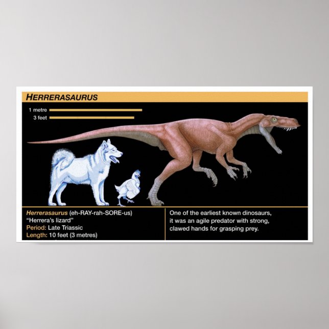Póster Herrerasaurus - Biología Dinosaurio Jurásico (Frente)
