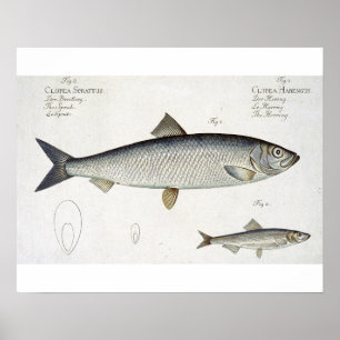 Póster Herring (Clupea Harengus) (Fig. 1) and Sprat (Clup