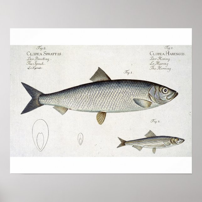 Póster Herring (Clupea Harengus) (Fig. 1) and Sprat (Clup (Frente)