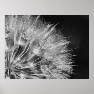 Póster Herrliches Detalle Pusteblume en schwarz weiß
