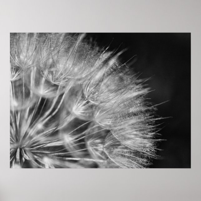 Póster Herrliches Detalle Pusteblume en schwarz weiß (Frente)