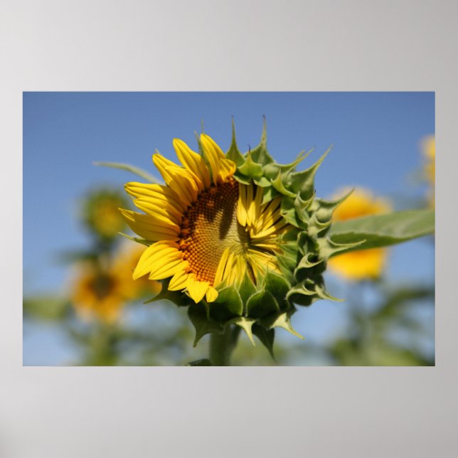 Póster Hesitante (Frente)