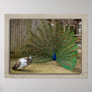 Póster Hey Baby Peacock