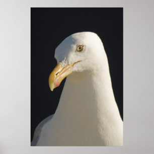 Póster Hey Big Fella Print