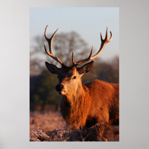 PÓSTER HI DEER