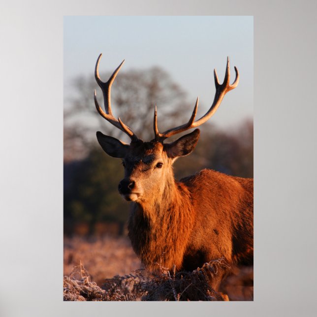 PÓSTER HI DEER (Frente)