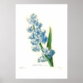 Póster Hiacinato azul