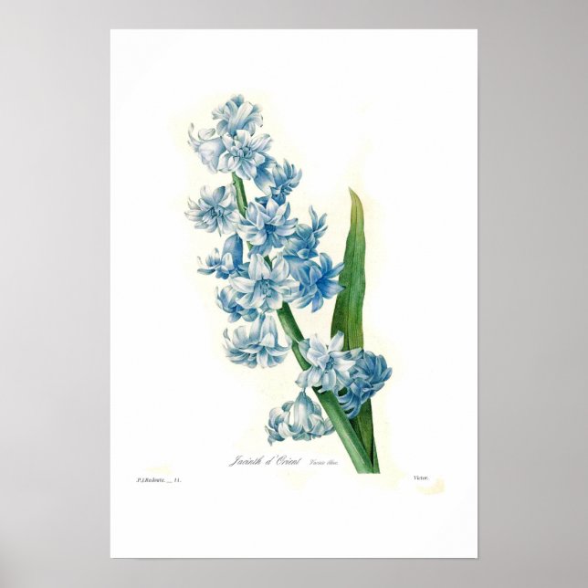 Póster Hiacinato azul (Frente)