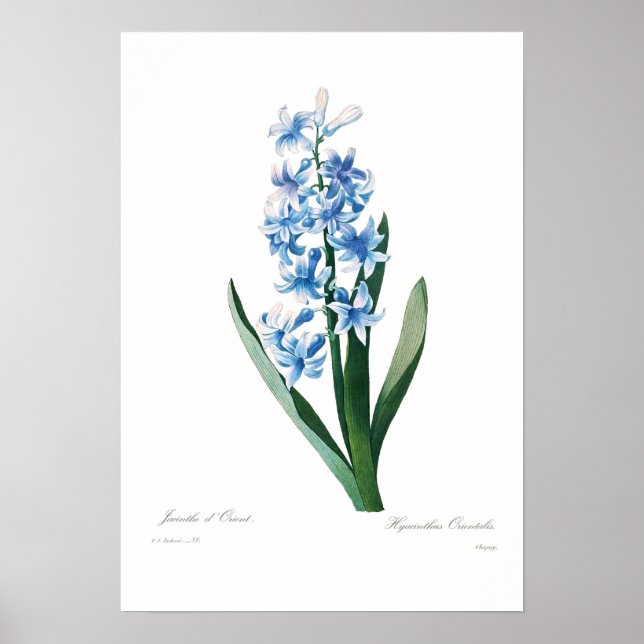 Póster Hiacinato azul (Frente)