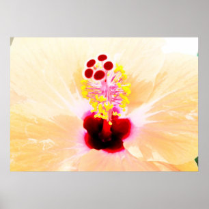 Póster hibisco