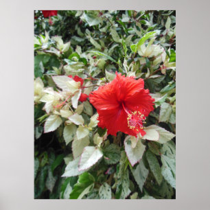 Póster Hibisco abigarrado