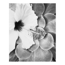 Hibisco Blanco y Negro