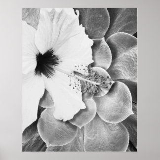 Póster Hibisco Blanco y Negro