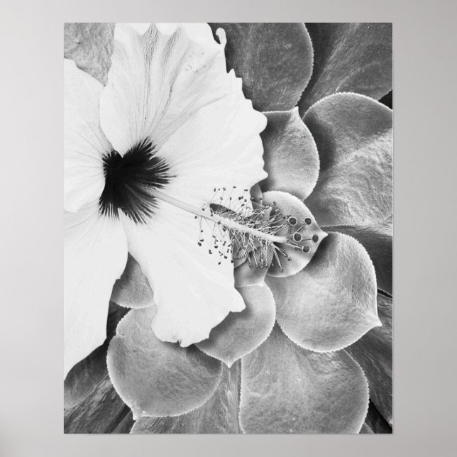 Póster Hibisco Blanco y Negro (Frente)