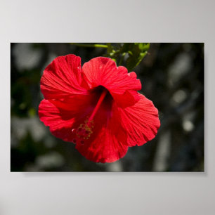 Póster Hibisco hawaiano
