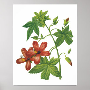 Póster hibisco (Lavatera phoenicea) de Redouté