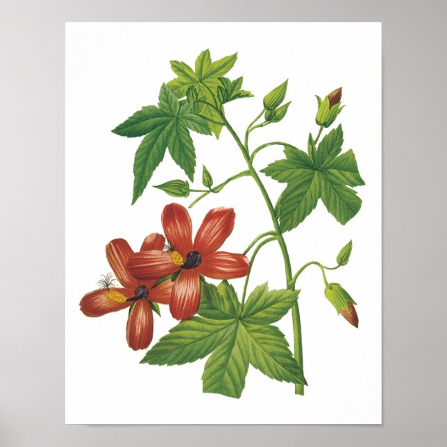 Póster hibisco (Lavatera phoenicea) de Redouté (Frente)