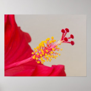 Póster Hibisco Rojo Primer Plano de Pistilo y Estambre