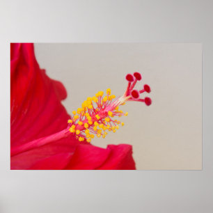 Póster Hibisco Rojo Primer Plano del Pistilo y Estambre