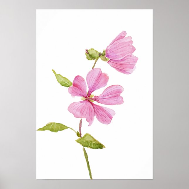 Póster hibisco rosa moscheutos, malva real de pantano (Frente)