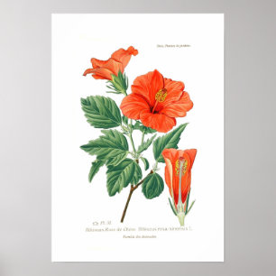 Póster Hibisco Rosa-sinensis