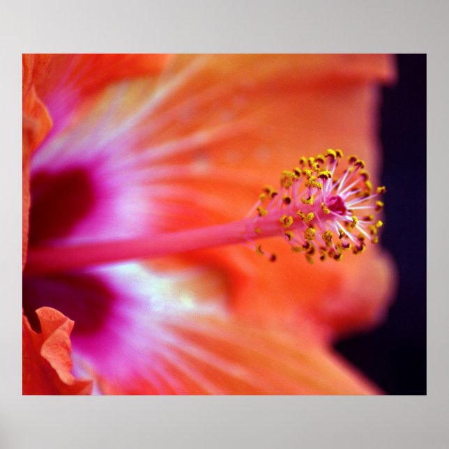 Póster Hibiscus (Frente)