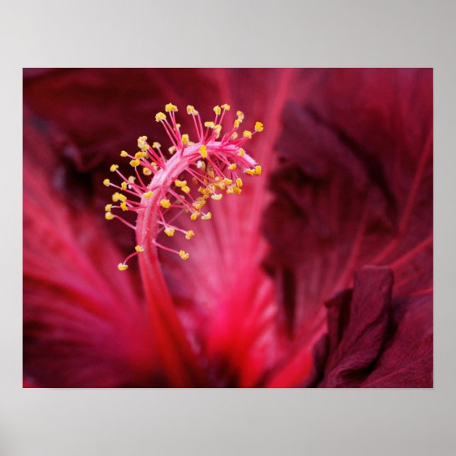 Póster Hibiscus (Frente)