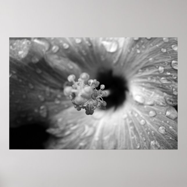 Póster Hibiscus (Frente)