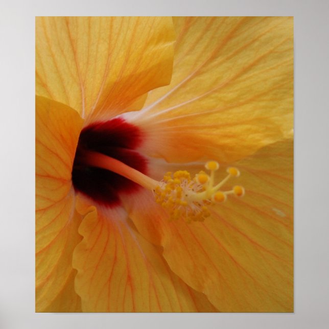 Póster Hibiscus61 (Frente)
