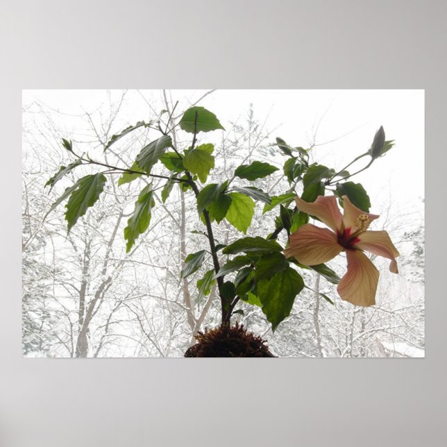 Póster Hibiscus #1 (Frente)