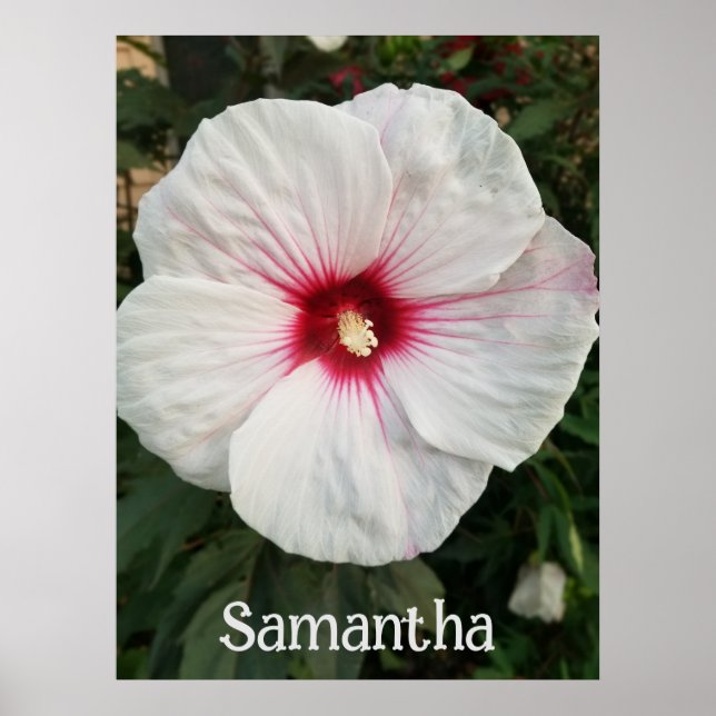 Póster Hibiscus blanco personalizable con centro rosado c (Frente)