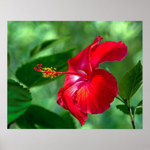 Póster Hibiscus Blossom