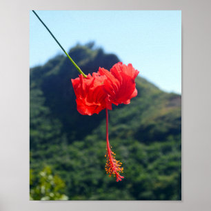 Póster Hibiscus escarlata en Hawaii
