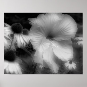 Póster Hibiscus Flor Alto Contraste Blanco Y Negro