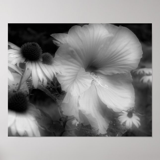 Póster Hibiscus Flor Alto Contraste Blanco Y Negro (Frente)