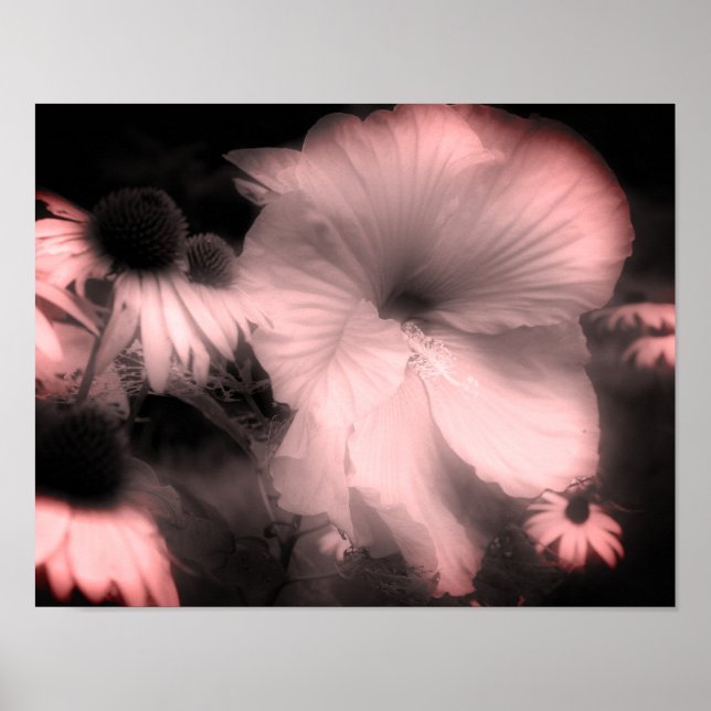 Póster Hibiscus Flor Negro Y Blanco Tintado (Frente)