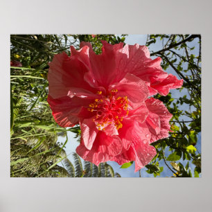 Póster Hibiscus Flower Poster