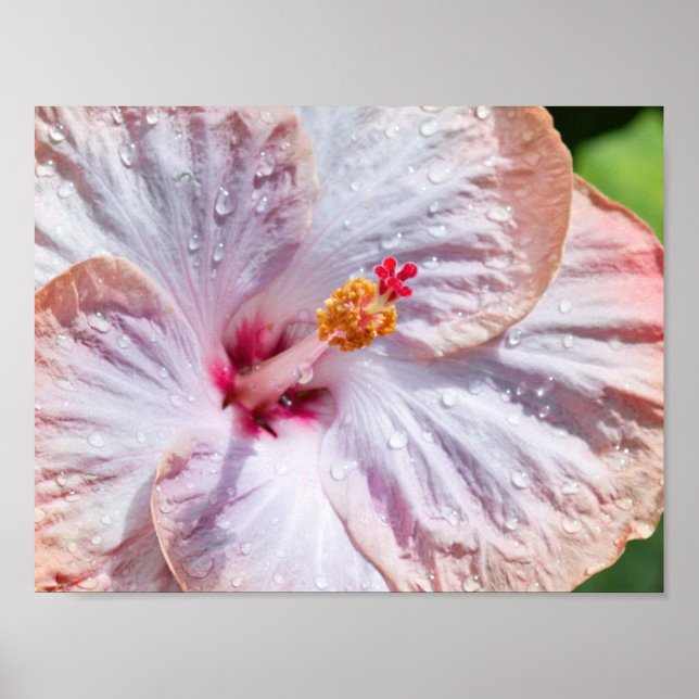 Póster Hibiscus Flower with Dew (Frente)