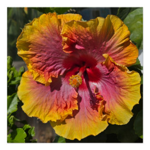 Póster Hibiscus naranja y rosa